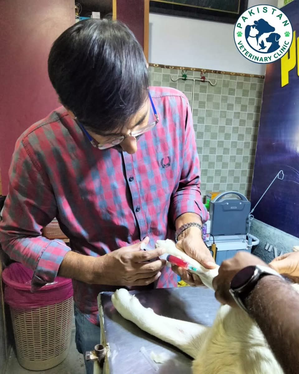 Blood sample being drawn from a dog's paw for laboratory analysis