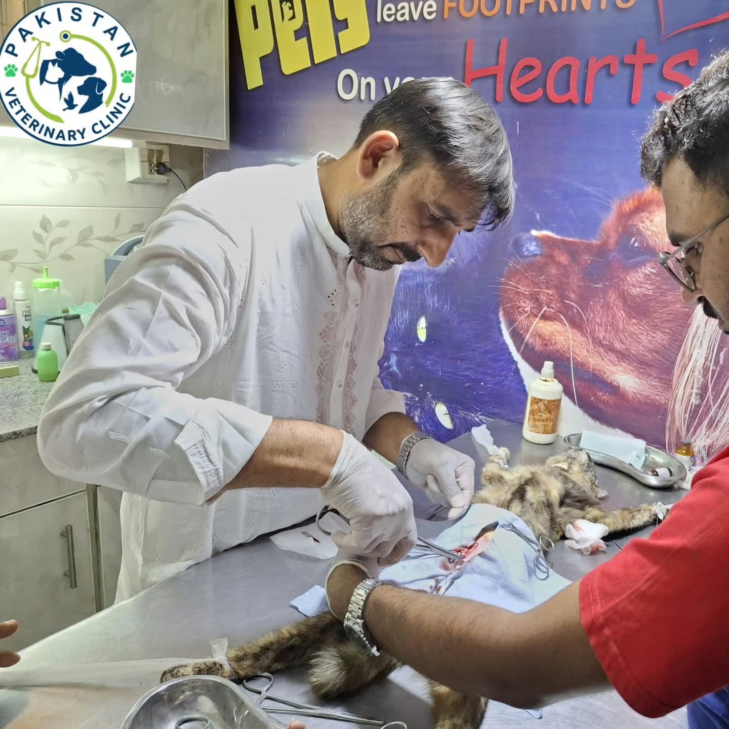 Delicate cat surgery being performed by Dr. Adnan and assistant