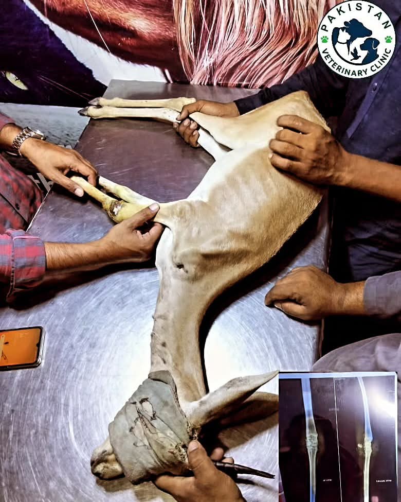 Orthopedic assessment of a dog's fractured hind leg with X-ray inset