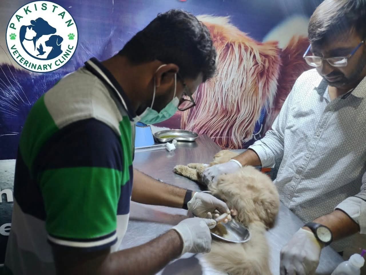 Golden retriever puppy receiving emergency IV cannula insertion