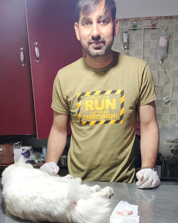 Dr. Adnan treating a white Persian cat on the exam table