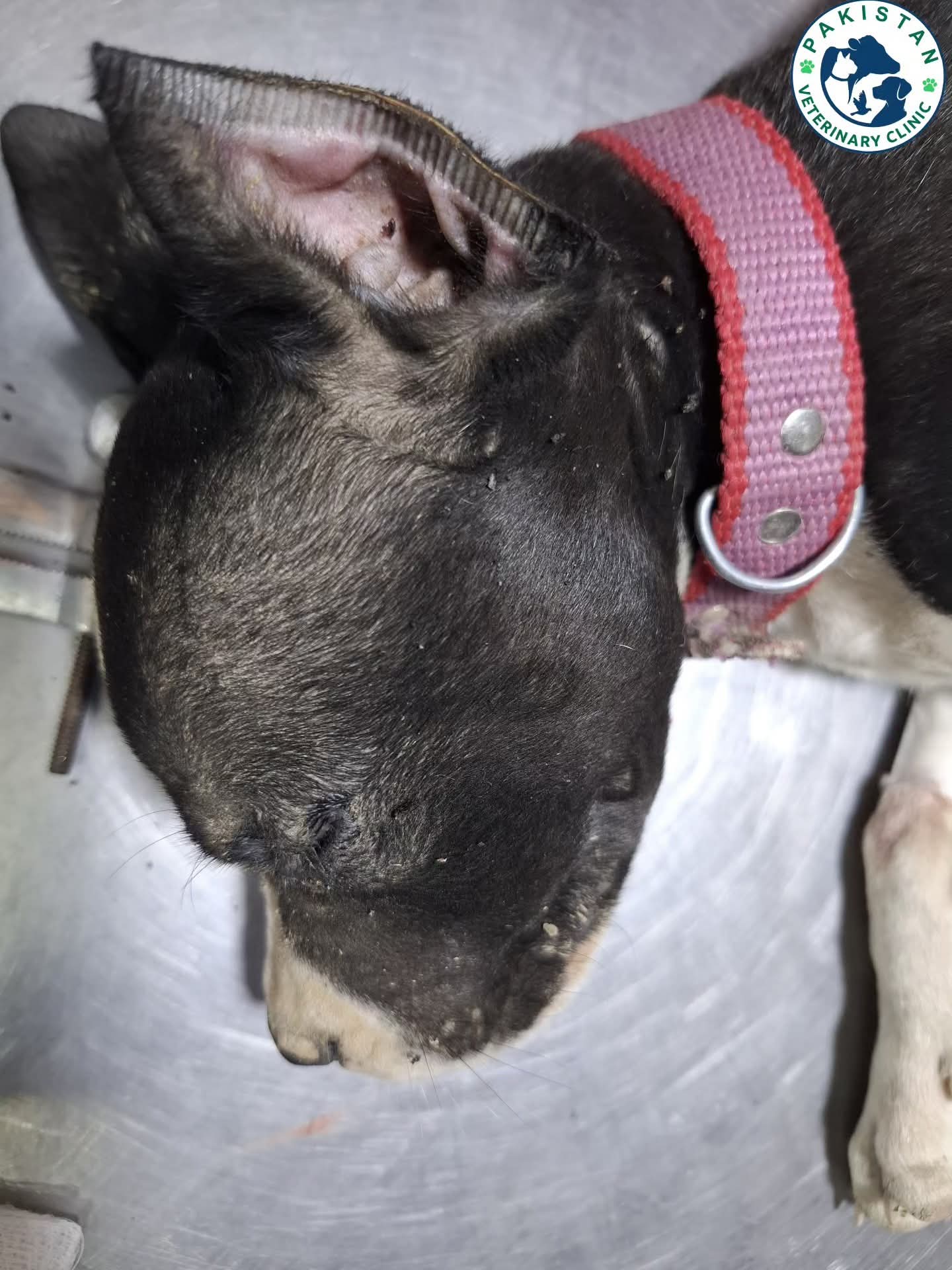Close-up examination of a puppy's head and ear at Pakistan Veterinary Clinic